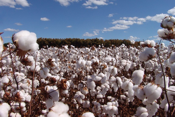 Chuvas no Início do Ano Beneficiam Algodão da BrasilAgro