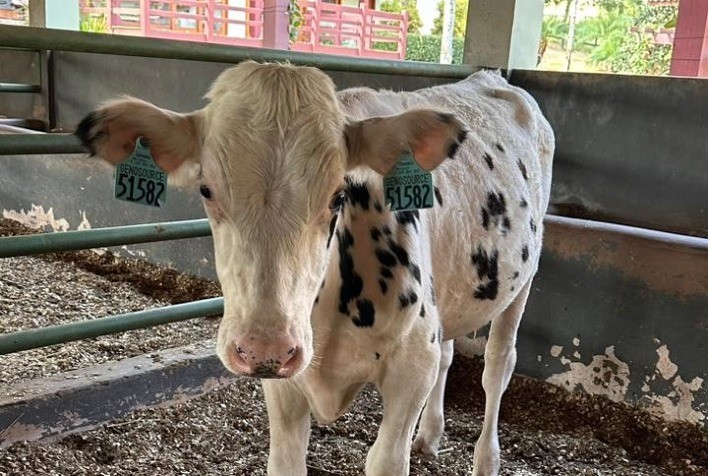 Melhoramento Genético: Tourinhos Holandeses Concluem Quarentena em Botucatu