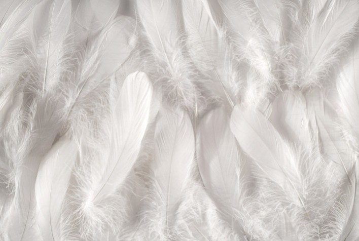 Brasil Amplia Exportação de Penas de Aves para Hong Kong