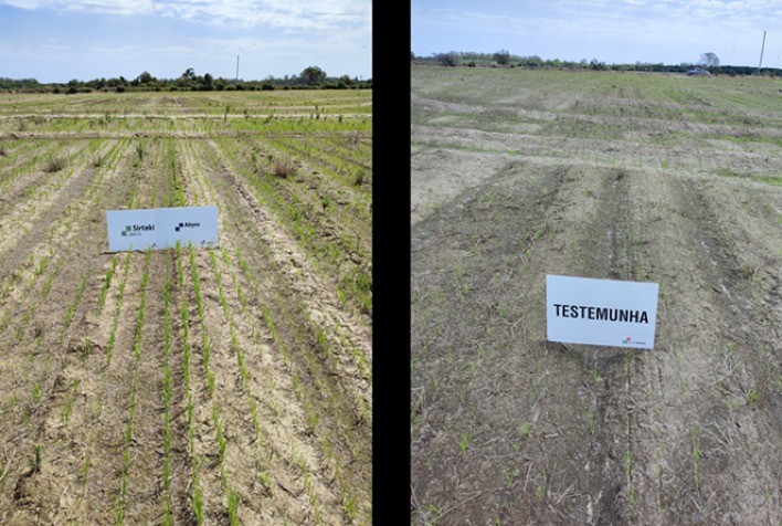 Bioestimulantes no Cultivo do Arroz Reduzem Fitotoxicidade e Aumentam Produtividade