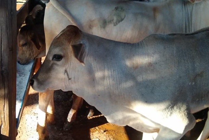 Prorrogação da Primeira Etapa de Vacinação contra Brucelose em Minas Gerais