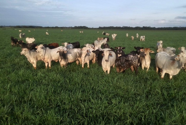 Diferencial de Preço entre Boi Gordo de Mato Grosso e São Paulo Permanece Estável, Informa Instituto