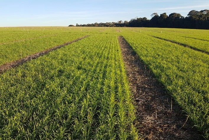 Plantio do Trigo no Paraná Atinge 96% e Projeção de Produção é 5% Maior que na Última Safra