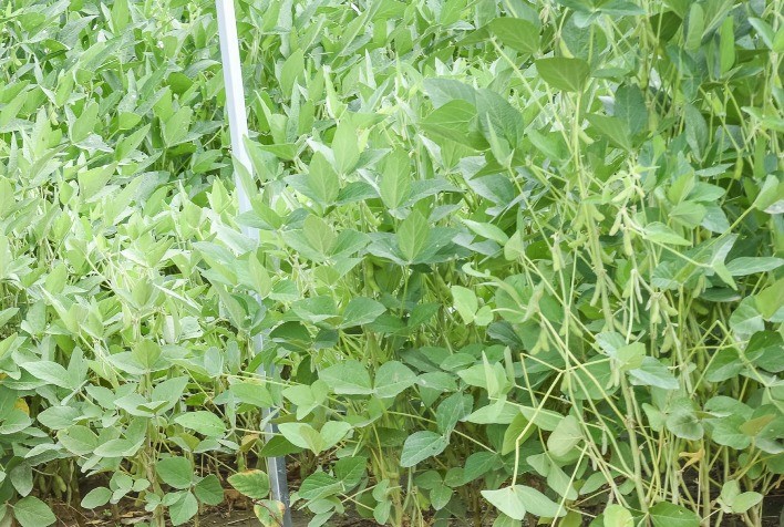 Comercialização da produção requer atenção dos produtores no âmbito da segurança jurídica