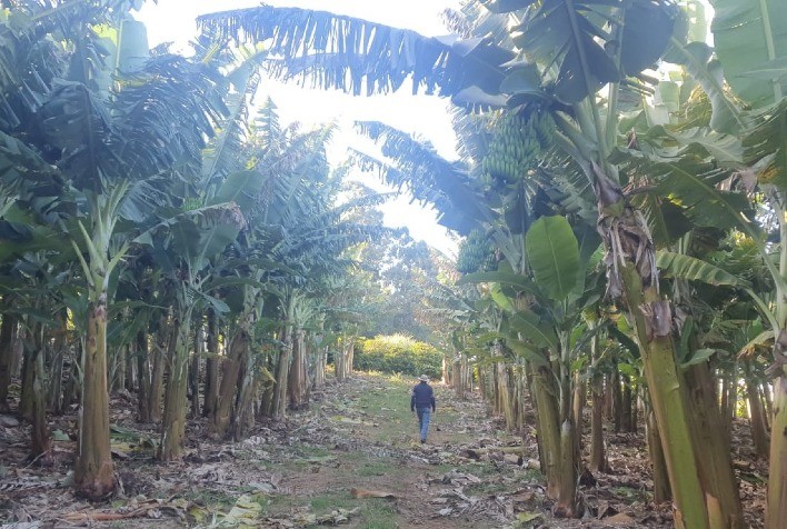 Plataforma e-Campo Lança Novo Curso de Irrigação para Bananeira