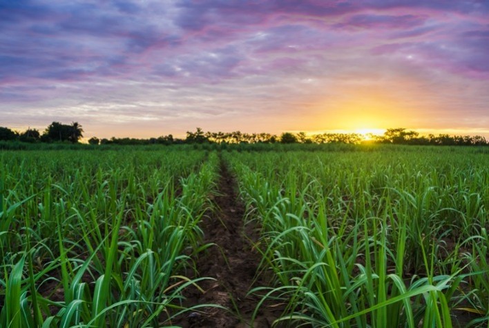 La Niña Aumenta Risco de Plantas Daninhas nos Canaviais Brasileiros