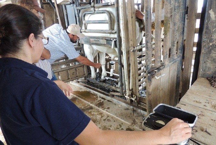 Inovação na Pecuária: Aplicativo Revoluciona Exame Andrológico de Bovinos