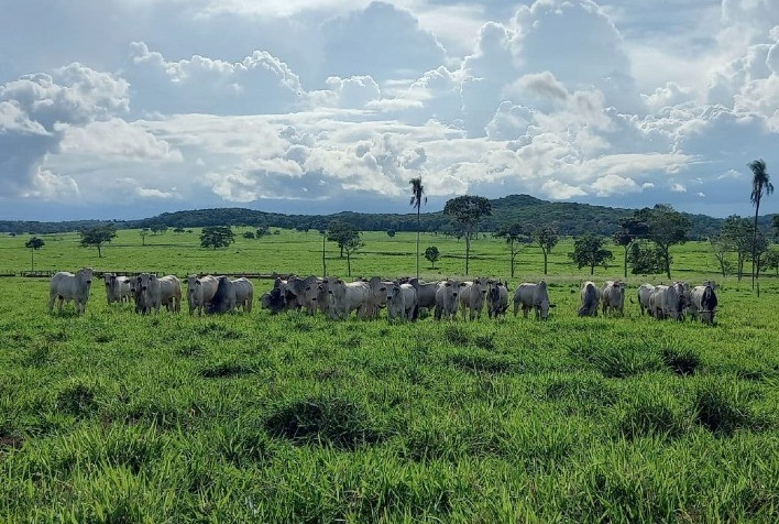 Projeto Pasto Forte: Sustentabilidade em Pastagens Aumenta Produção de Arroba por Hectare