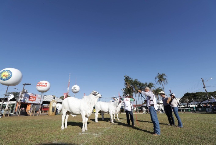 Expo Rio Verde 2024 Recebe Segunda Exposição Ouro do Ranking Nacional Nelore 2023/2024