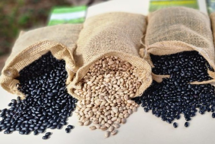 Safra Inicial de Feijão Recebe Avaliação Positiva dos Agricultores