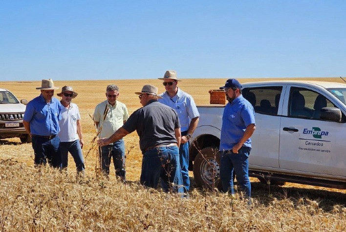 Avanços Tecnológicos Impulsionam Produção de Trigo e Milho no Cerrado