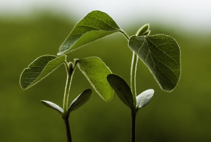 Bioinsumos na Vanguarda da Agricultura Sustentável Brasileira