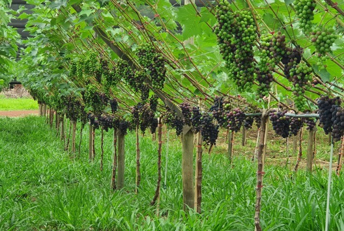 Inovação na Agricultura: Braquiária Revoluciona Cultivo de Uvas Gourmet em SP