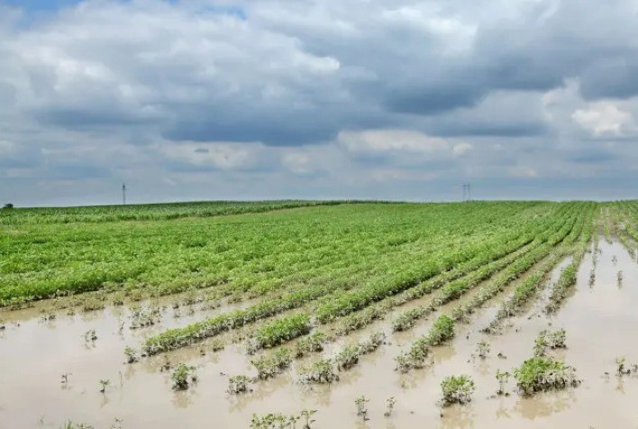 Os fatores essenciais para a recuperação do agronegócio no Rio Grande do Sul