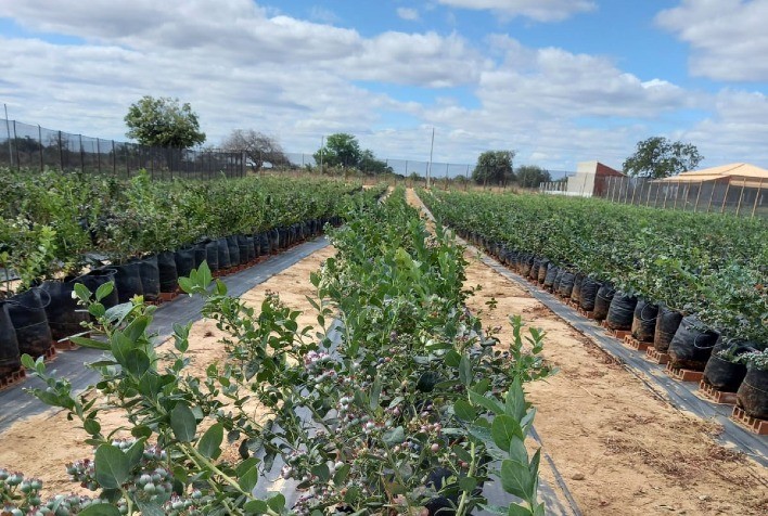 Irrigação Localizada Potencializa Cultivo de Mirtilo no Sertão Nordestino