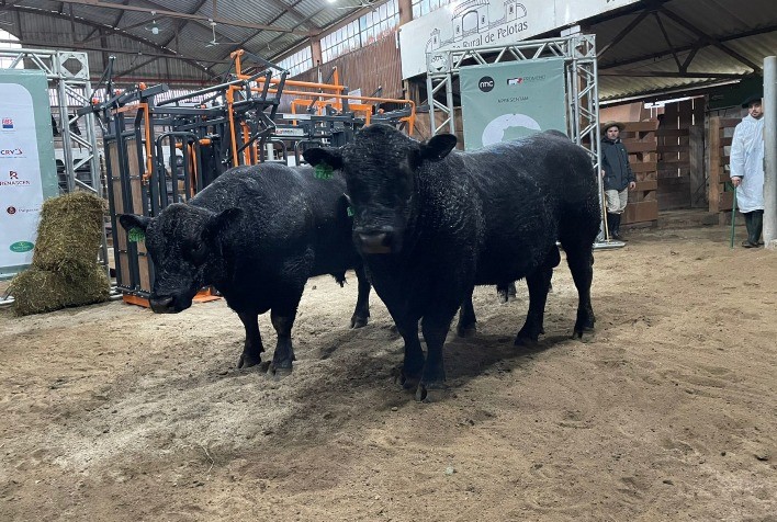 Acasalamento será tema da terceira edição do Fórum Promebo na Prática durante a Fenagen