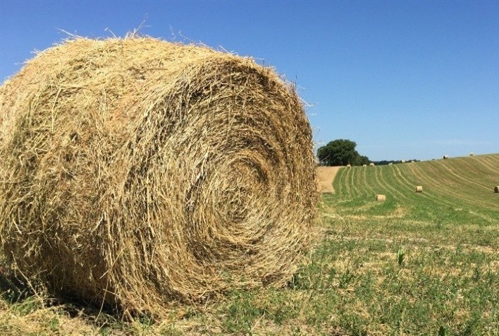 Excesso de Umidade Afeta Produtividade de Alfafa no RS