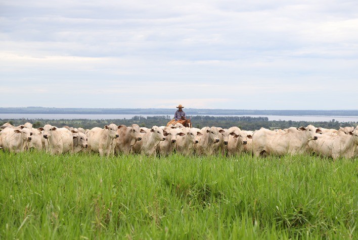 CV Nelore Mocho Oferece 600 Animais de Alta Qualidade Genética
