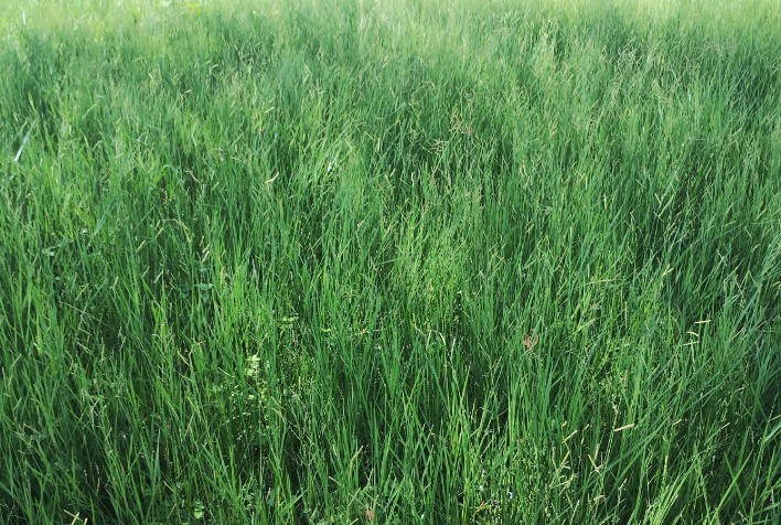 Produtor Otimiza Qualidade da Pastagem com Protocolo de Adubação