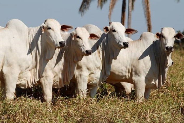 Fazenda Jaburi Alcança Sucesso na Pecuária em Rondônia com Nutrição Personalizada