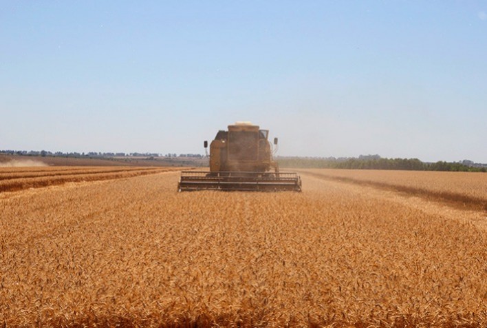 Brasil Enfrenta Semana de Poucos Negócios com Trigo em Meio a Incertezas e Foco no Plantio