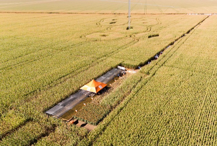 KWS Sementes: Vitrines Técnicas Apresentam Soluções para Safrinha Desafiadora