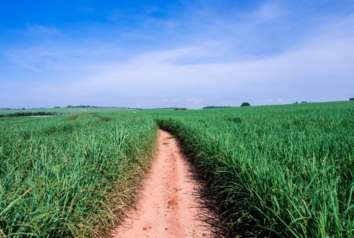 Nuseed apresenta Inovações para a Cana-de-Açúcar em Ambientes Desafiadores no Nordeste