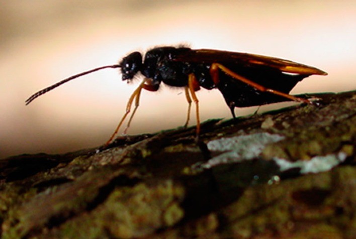 Santa Catarina Reforça Ações para Controle da Vespa-da-Madeira em Florestas