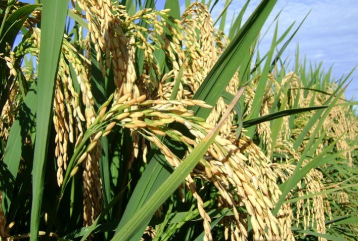 Alerta na China: Onda de Calor Ameaça Produção de Arroz e Algodão