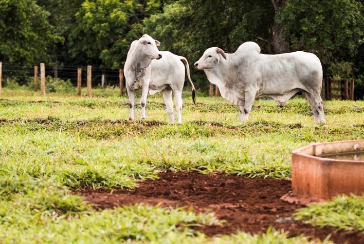 Mercado de boi gordo mantém estabilidade no Brasil; forte demanda externa impulsiona