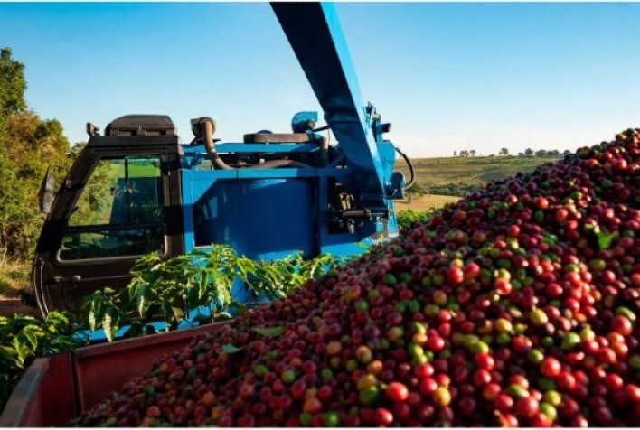 Colheita de Café na Safra 2024/25 Acelera no Brasil e Alcança 58%