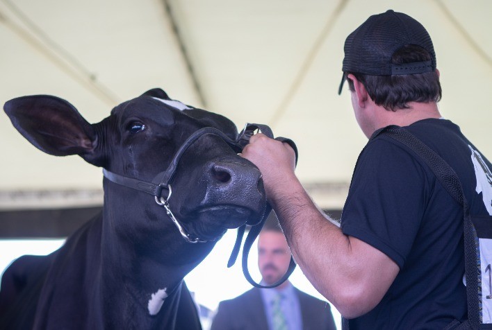 Gadolando recebe inscrições para criadores participarem da Expointer 2024