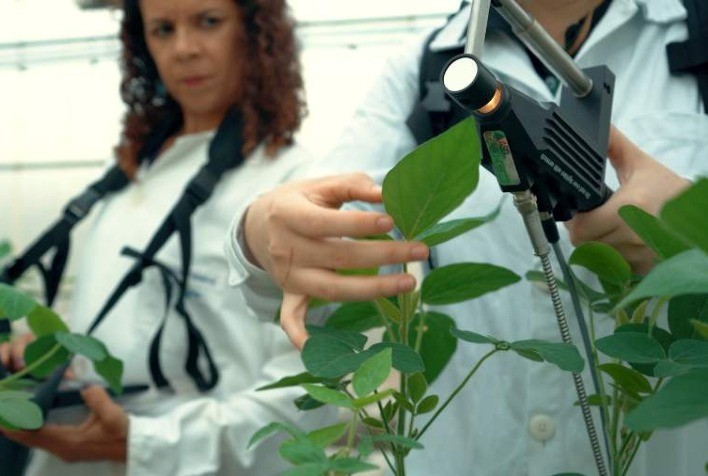 Avanços na Identificação de Sintomas da Haste Verde na Soja: Pesquisa Promete Sensor para Manejo Eficiente