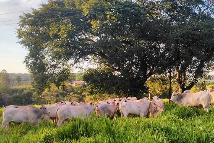 Campanha de Atualização de Rebanhos da ADAPAR Alcança 85,5% de Regularização