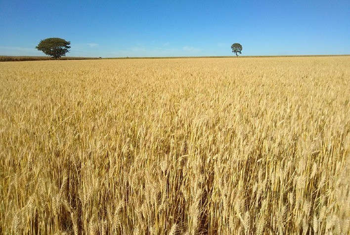 Panorama Atual e Perspectivas para o Mercado de Trigo em Julho de 2024