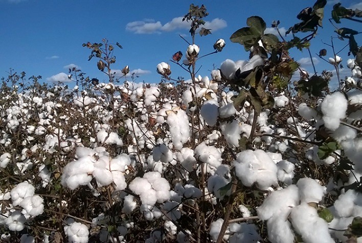 Perspectivas e Tendências do Mercado de Algodão em Julho de 2024