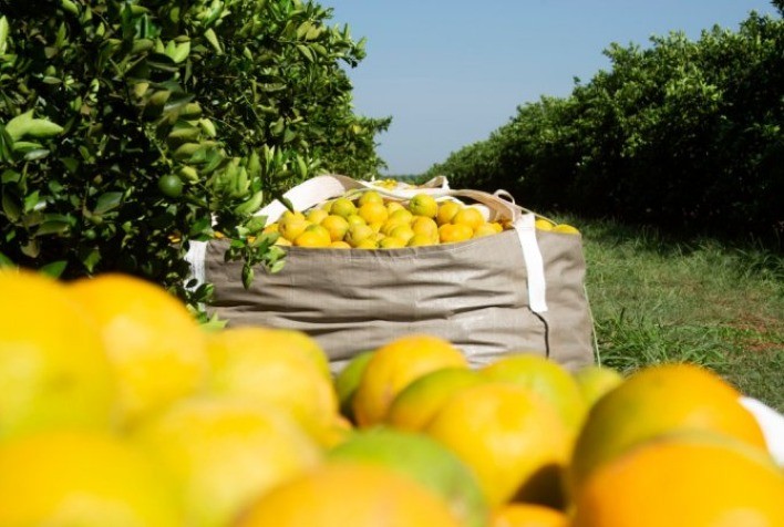 Perspectivas de Mercado para a Laranja em Julho de 2024 Apontam Alta nos Preços
