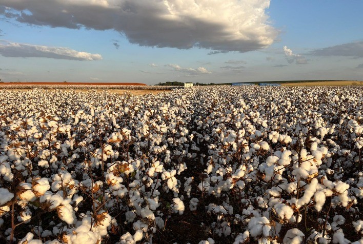 Brasil Assume Liderança Mundial na Exportação de Algodão com Safra Promissora