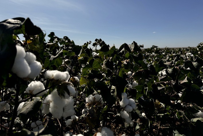 Desfolha do Algodão: Um Passo Crucial para a Safra 2023/2024