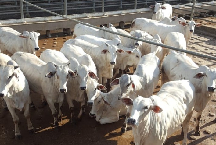 Colatina (ES) Sedia a Terceira Etapa Nacional da 26ª Edição do Circuito Nelore de Qualidade