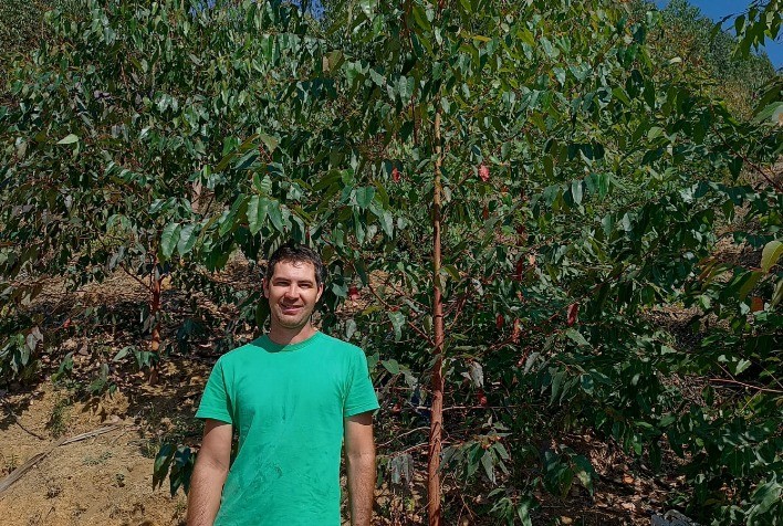 Produtores de Eucalipto Reduzem Custos com Compra Coletiva e Doação de Mudas