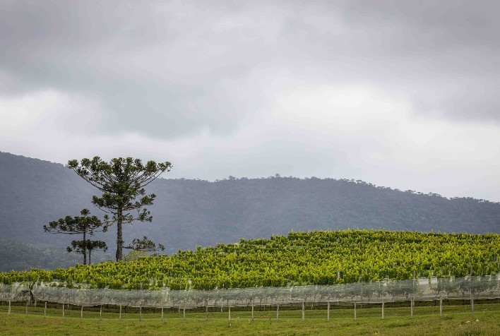 Atenção, Produtores Rurais: Prazo para Emissão do CCIR se Encerra na Próxima Quinta-feira, 18 de Julho