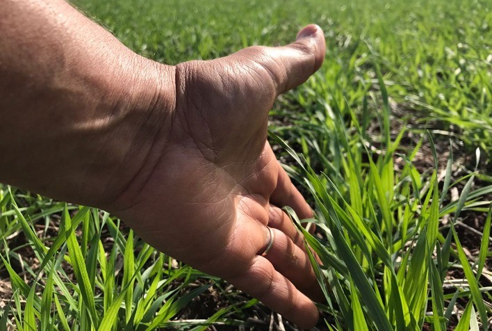 Mercado de Trigo no Brasil Enfrenta Incertezas com Plantio no Foco