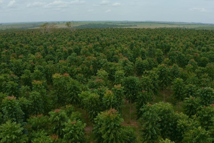 Valorização do Mogno Africano no Mercado Internacional em 2024: Conheça Suas Aplicações