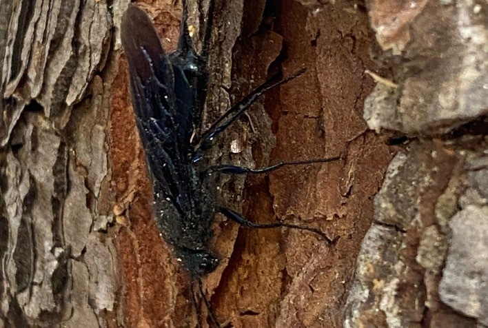 Nova Praga Ameaça a Produção de Pinus no Brasil