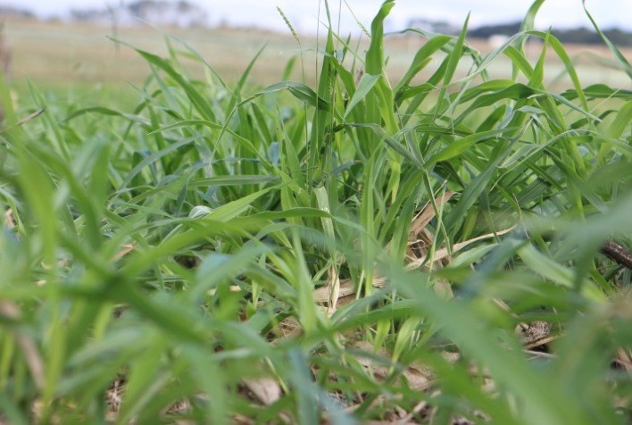 Consórcio de Milho com Braquiária Aumenta Diversidade Microbiana do Solo e Protege as Plantas, Afirma Copagril