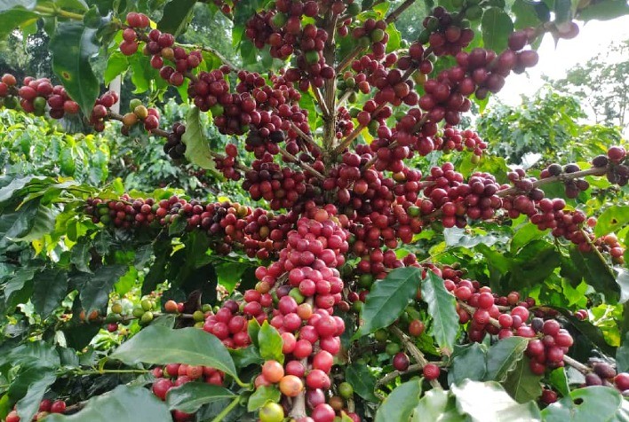 CNA e Faemg Lançam Concurso de Cafés Diferenciados