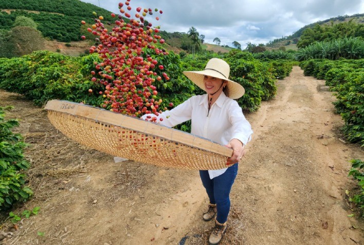 Café Certificado em Minas Gerais: Redução de Juros no Crédito Rural