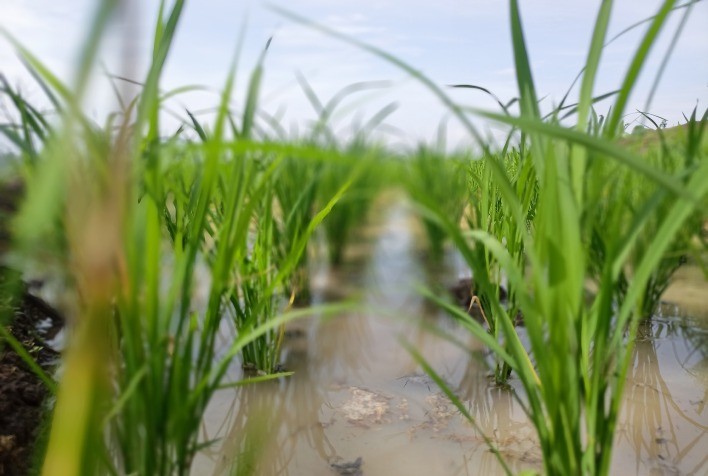 Tocantins: Expectativa de 80% de Sucesso no Plantio de Arroz Irrigado