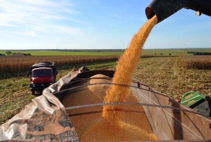 Avanço da Colheita de Milho no Brasil: 74,2% da Safra Finalizada